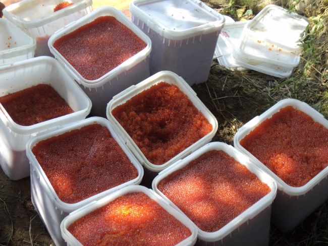 Изъятая икра