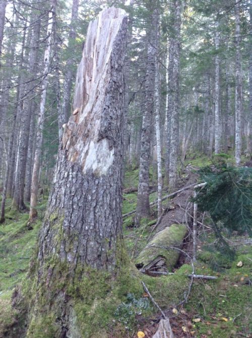 В эту лиственницу врезался самолет (нажмите, чтобы увеличить)