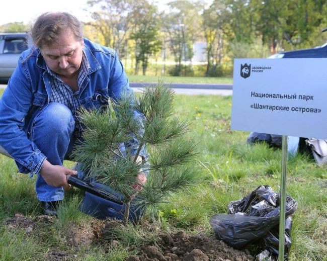 Посадка кедров