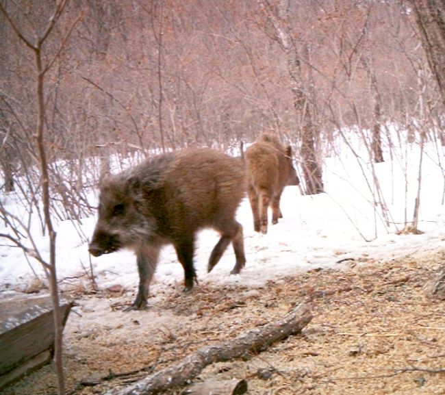 Кабаны на подкормочной площадке в охотхзяйстве «Медведь»