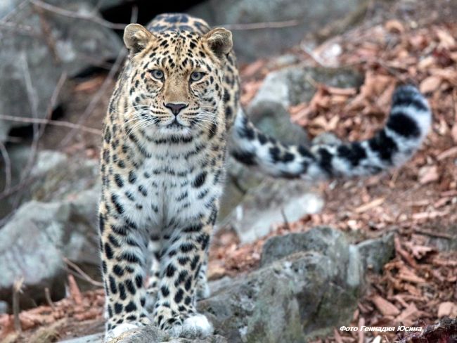 Меамур. Фото Геннадия Юсина, ФГБУ «Земля леопарда»