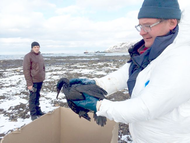 Дмитрий Лисицын: Мы приступили к сбору замазученных бакланов. На брекатере один сивуч и еще около 50 грязных бакланов. Никаких спасательных работ здесь до сих пор не ведется. Фото: Дмитрий Лисицын