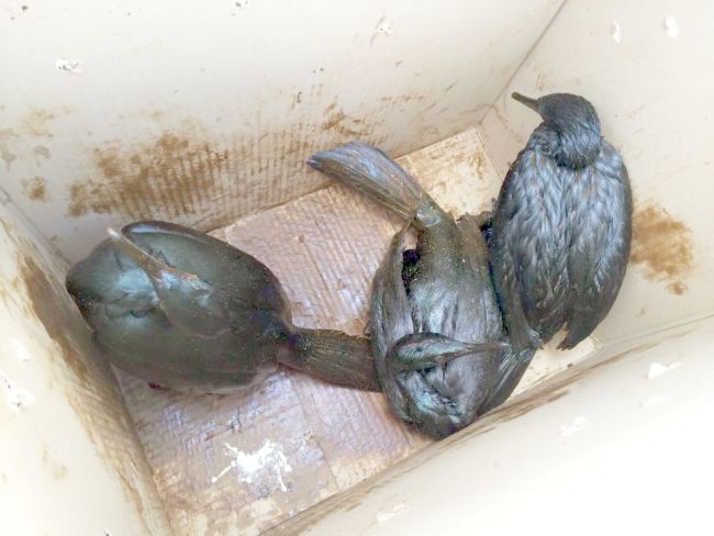 Бакланы в мазуте. Фото: Дмитрий Лисицын