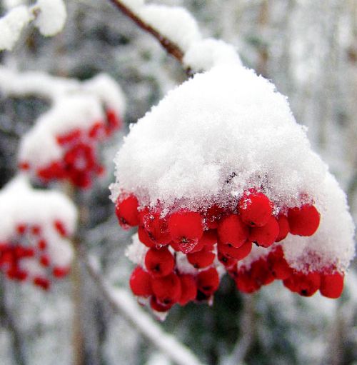 Зимняя ягода Приуссурья - рябина. Фото из неопубликованного альбома Сергея Балбашова.