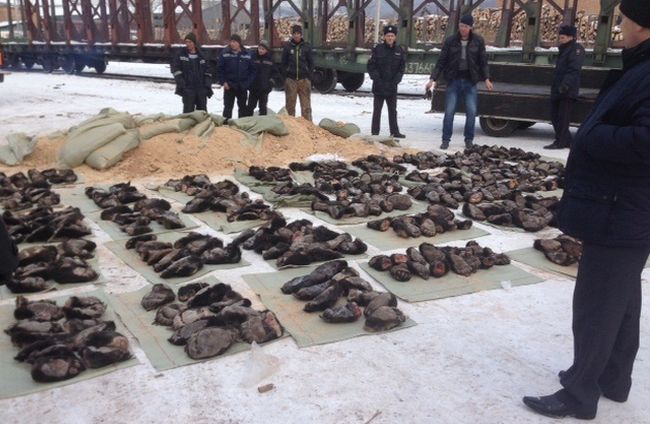 Медвежьи лапы. Фото: пресс-служба УМВД России по Приморскому краю