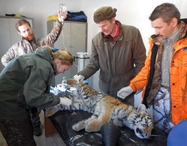 Тигренку была сделана серия поддерживающих инъекций. Фото ФГБУ «Земля леопарда»