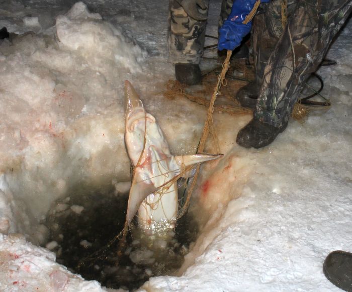 Осетров вытащили из браконьерских сетей