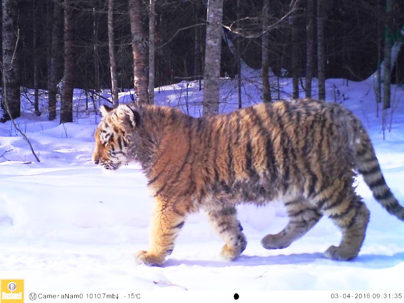 Один из тигрят знаменитой тройни. Фотоловушка Анюйского нацпарка, WWF России.