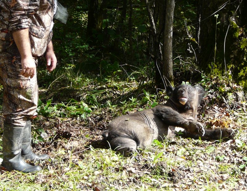 Пьяная медведица