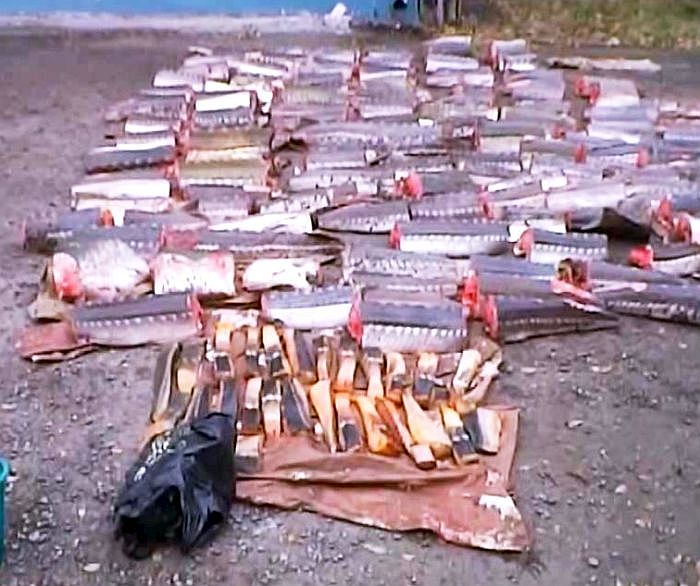 162 фрагмента рыб осетровых видов общим весом 700 кг