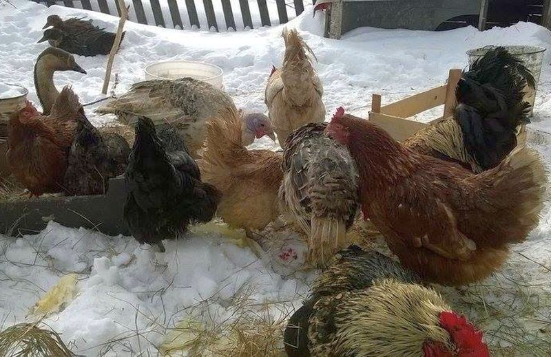 Куриная семья. Фото Михаила Курбанова.