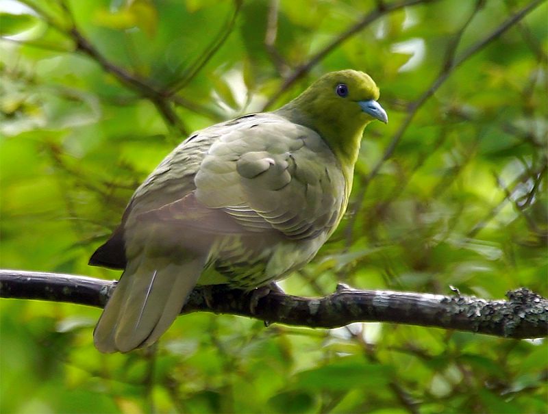 Взрослая самка японского зеленого голубя (Treron sieboldii ). Фото: Игорь Бышнев/Заповедник «Курильский».