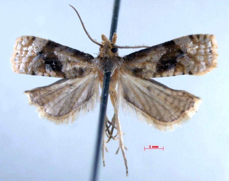 Gynnidomorpha mesotypa - вид бабочек семейства листоверток. Он встречается в Китае (Гуйчжоу, Цзянсу, Шаньси, Шанхай), Японии и на нижнем Амуре в Хабаровском крае. Размах крыльев 13-14 мм.