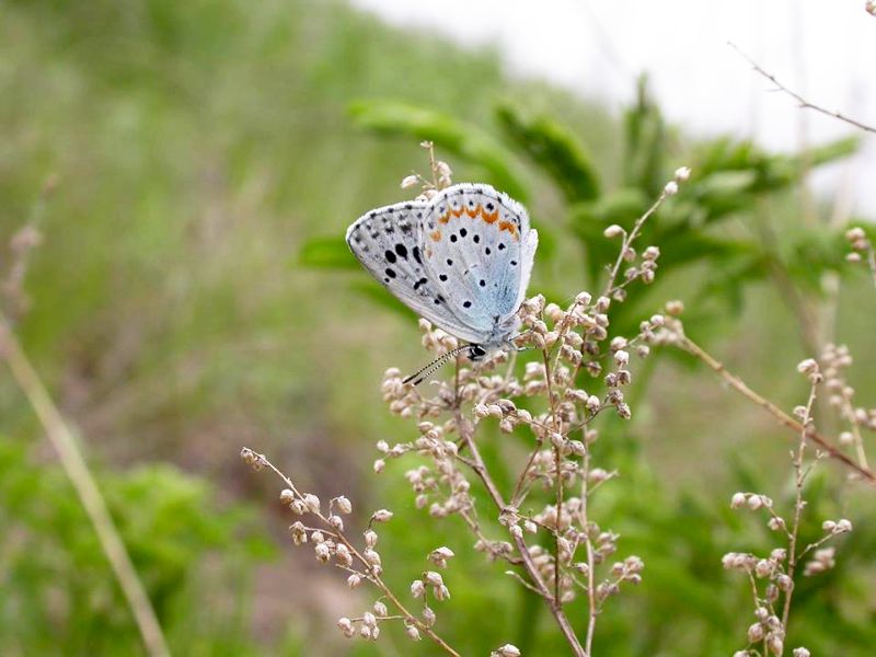 Голубянка дивина Асахи близ Хабаровска. Автор фото: В.В. Дубатолов