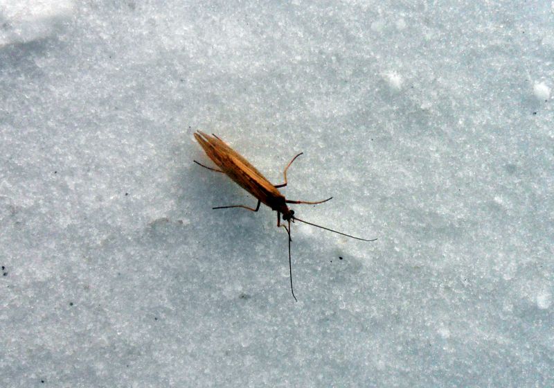 Фото насекомого сделано 16 марта 2018 г. жителем п. Майский Советско-Гаванского района Александром Манютиным во дворе его частного дома.