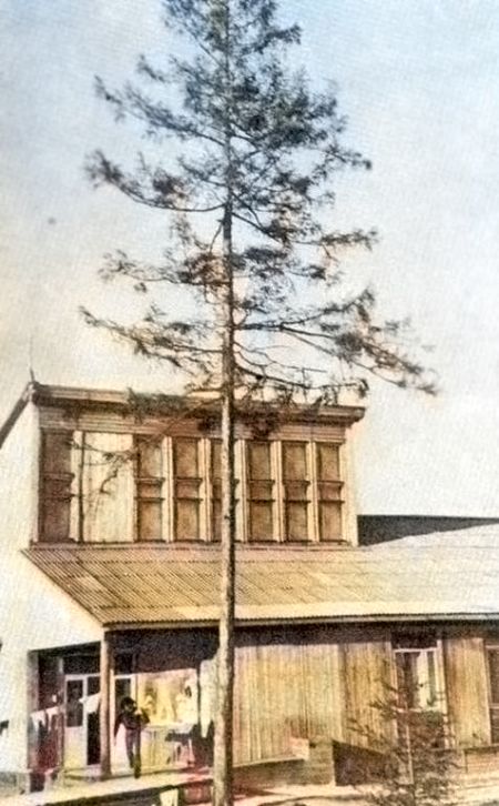Знаменитая лиственница,  у которой  вставал жилой фонд «Укрстроя». Фото с сайта Верхнебуреинского района.