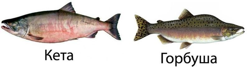 Кета и горбуша
