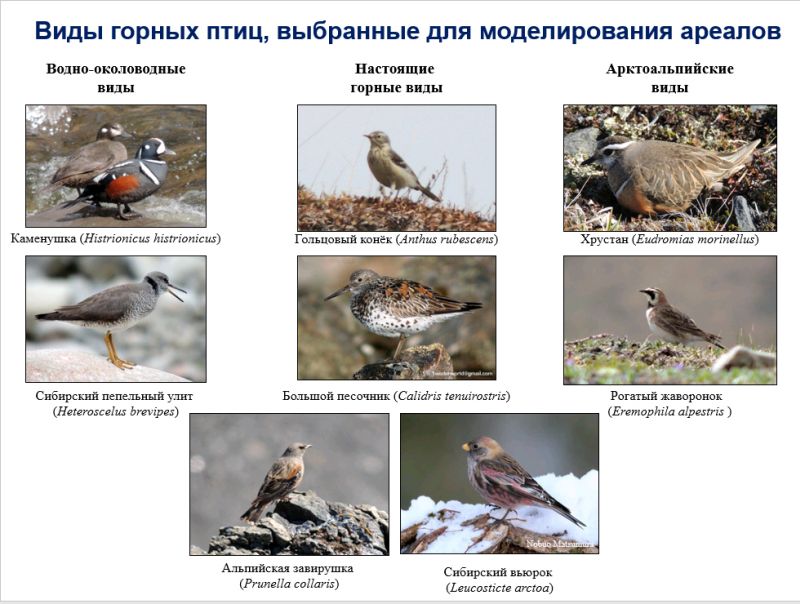 Виды горных птиц, выбранные для моделирования ареалов