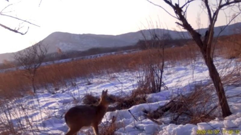 Водяному оленю требуется официальный статус в России