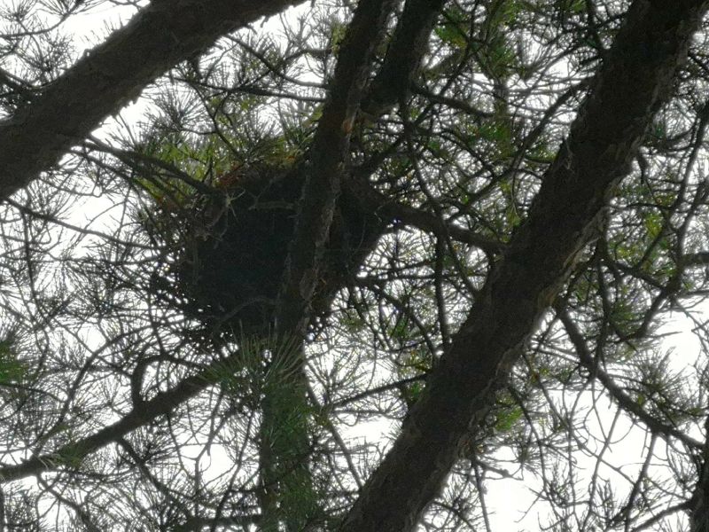 Гнездо филина найдено в заповеднике «Большехехцирский»