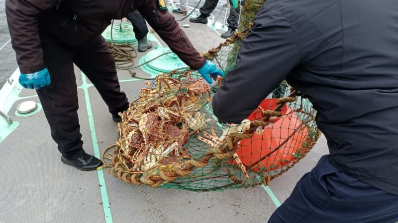 Хабаровская таможня: почти 300  живых крабов  изъяты и выпущены  в море
