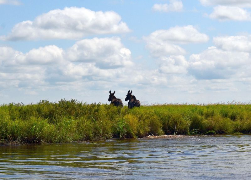 Диких лосей обнаружили на территории заповедника «Болоньский» Хабаровского края