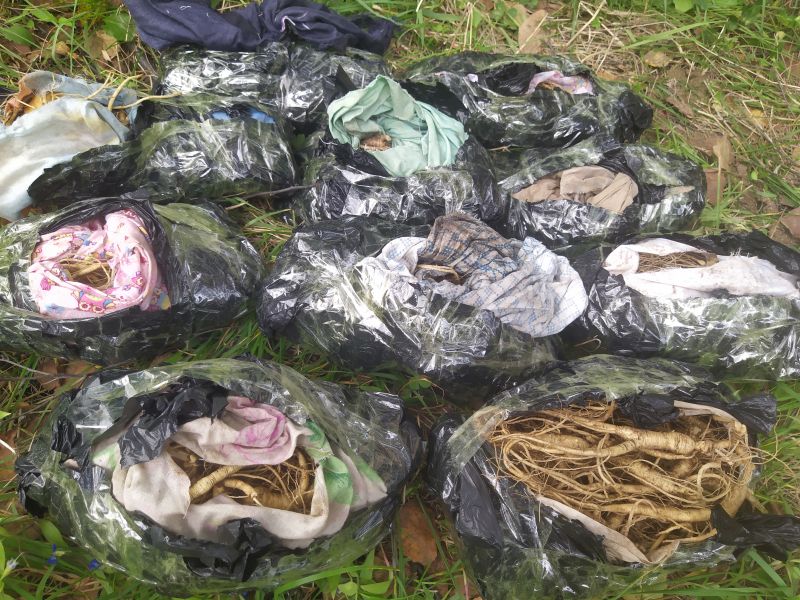 Контрабанду 711 корней женьшеня пресекли сотрудники Дальневосточной таможни