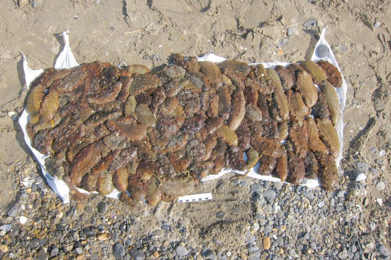 Транспортными полицейскими Находки задержан местный житель, незаконно добывший трепанг