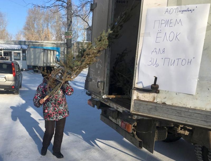 Тысячи елок сдали горожане в Хабаровском крае в зооцентры