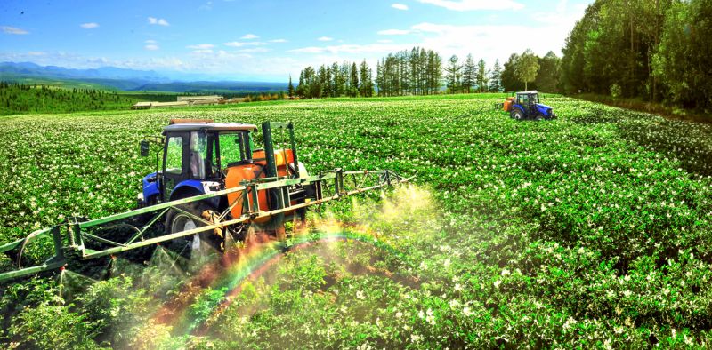 Картофелеводство в Тэхондане.