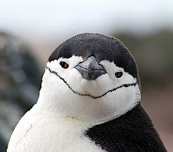 Нажмите, чтобы увеличить