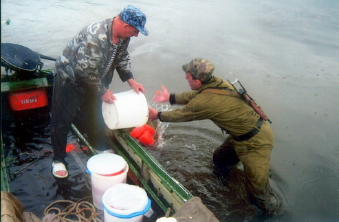 Уничтожение браконьерской икры