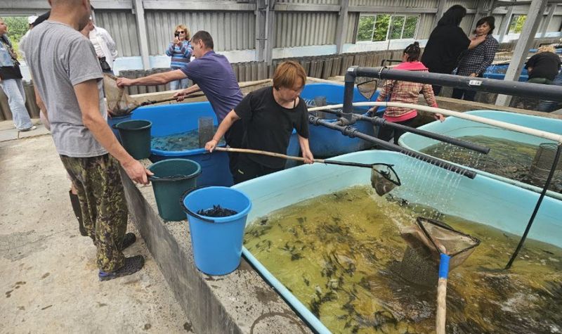 Осетровую молодь выпустили в Амур на Анюйском рыборазводном заводе