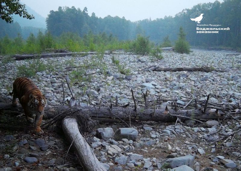Тигр впервые попал в объектив фотоловушки Комсомольского заповедника