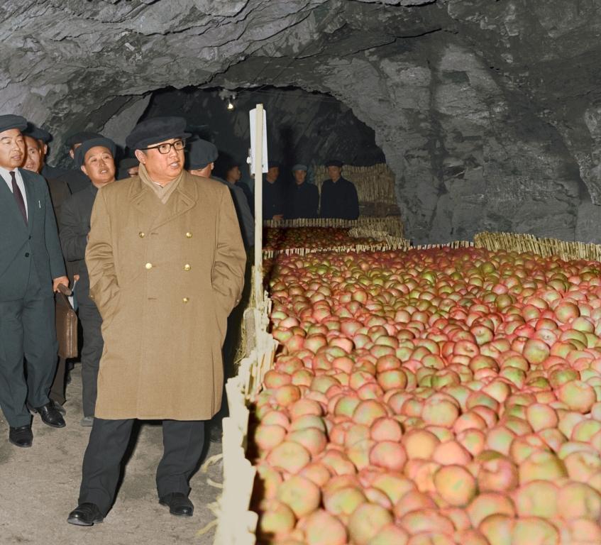 В подземном хранилище фруктов Мёнворского сельхозкооператива уезда Чунхва. Ноябрь 1968 года.