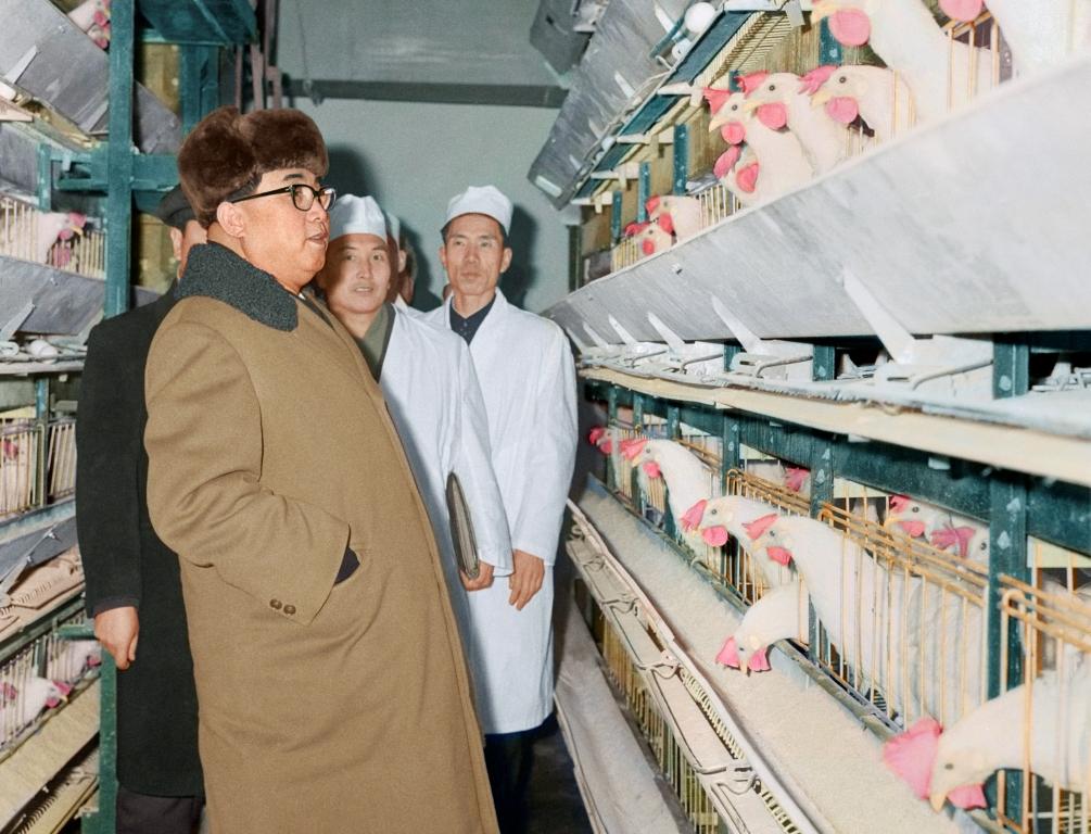 На Мангендэской птицеводческой ферме. Декабрь 1969 года.