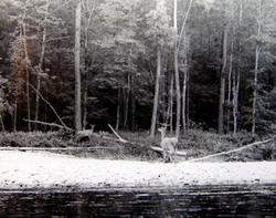 Изюбриное утро (нажмите, чтобы увеличить)