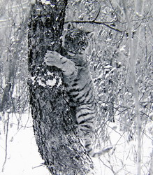 Как кошка (нажмите, чтобы увеличить)