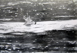 Косуля (нажмите, чтобы увеличить)