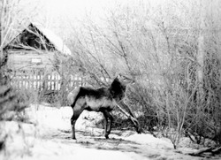 На околице (нажмите, чтобы увеличить)