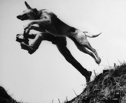 Прыжок (нажмите, чтобы увеличить)