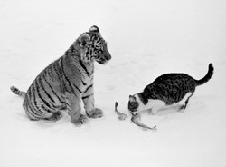 Семейство кошачьих (нажмите, чтобы увеличить)