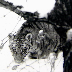 Тигренок (нажмите, чтобы увеличить)