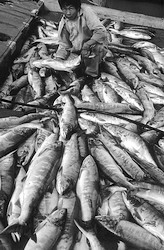 Богатый улов (нажмите, чтобы увеличить)