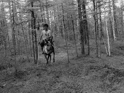 По тайге (нажмите, чтобы увеличить)