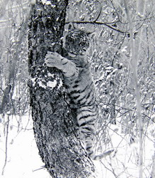 Тигренок (нажмите, чтобы увеличить)