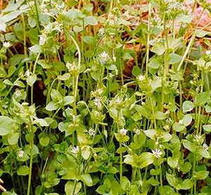 Мокрец трава