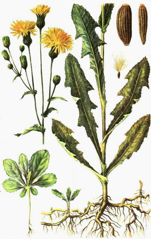 Осот полевой