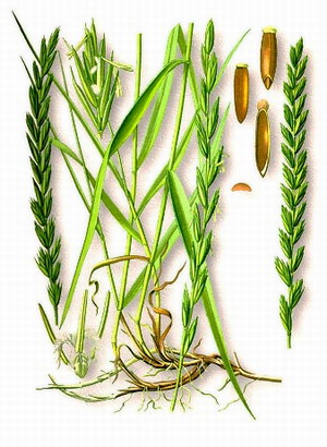 Пырей ползучий