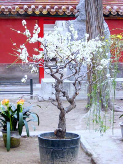 Сакура белая. г. Пекин